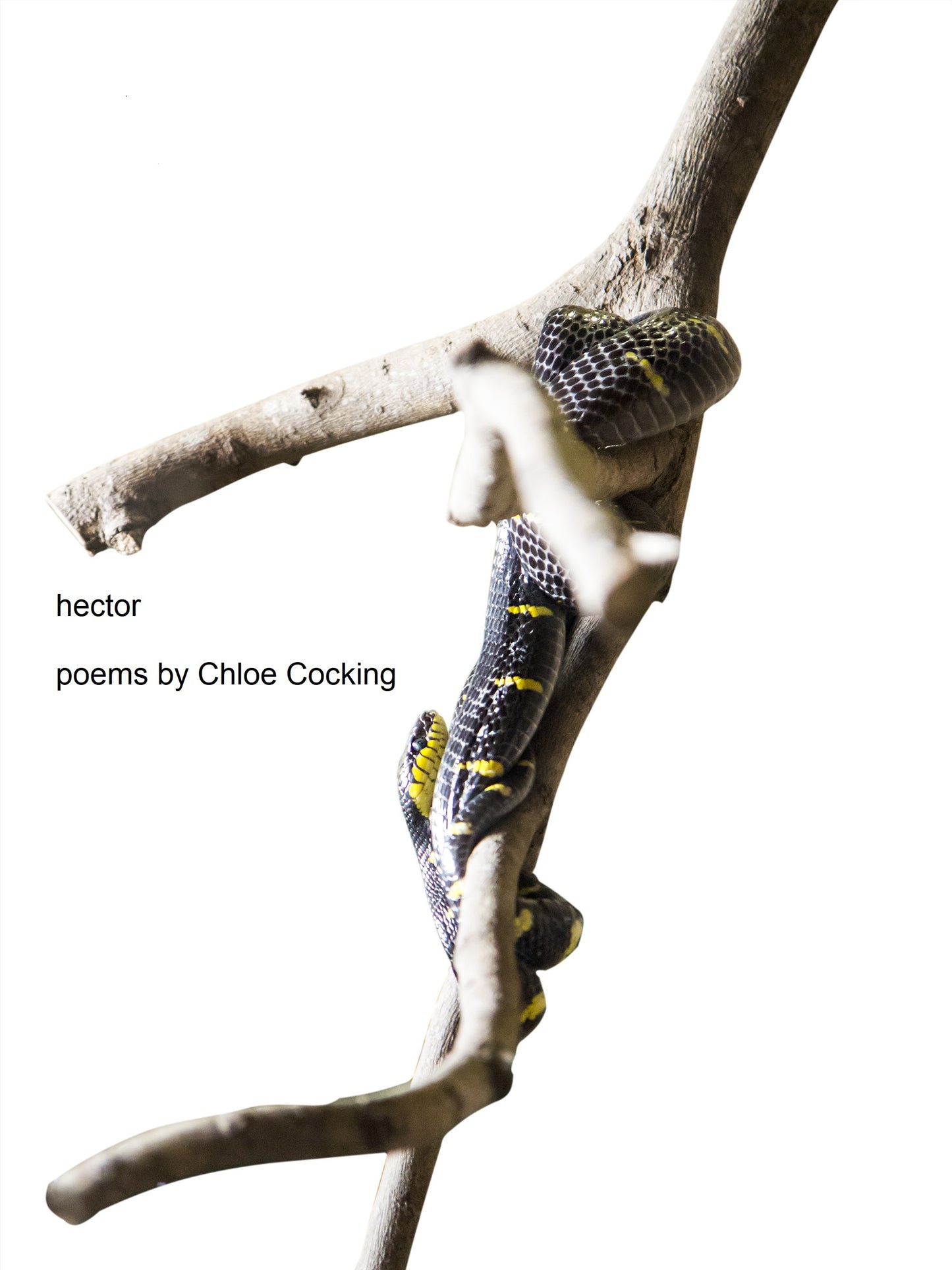 Hector by Chloe Cocking